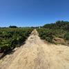 Magnífica Finca segregada en la zona de El Marquesado, Chiclana